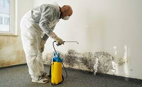 Mold Documentation for Insurance Claims in Bella Vista, AR